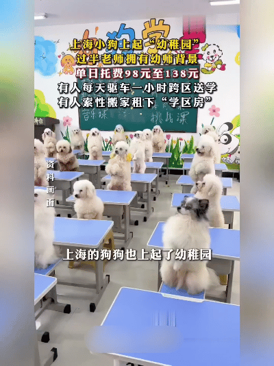 狗狗也上幼儿园？上海这波操作太新潮了！95后铲屎官们为了毛孩子，真是啥招都用上了