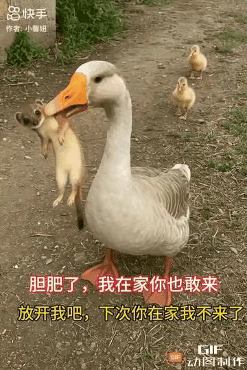 惊呆所有人：母爱不分物种！黄鼠狼想偷吃小鹅，鹅妈妈看到了，一嘴叼起黄鼠狼，接下来