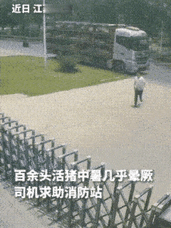 这个消防站火了！货车司机绝望求救：一百多头猪快热死了！消防员的举动让人泪崩司