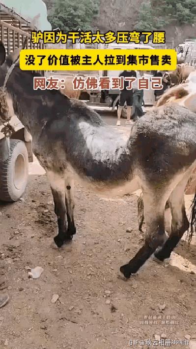 驴因为干活太多压弯了腰，没了价值被主人拉到集市售卖