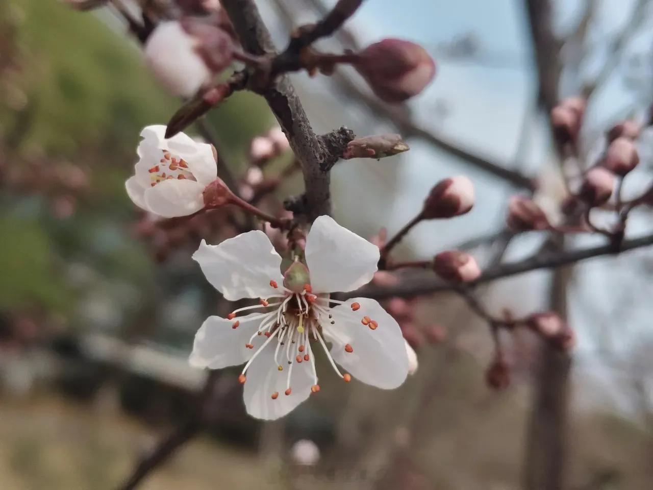 武汉武汉梨花撑起早春美景别再傻等樱花了，这个季节来武汉，必须来看看梨花盛