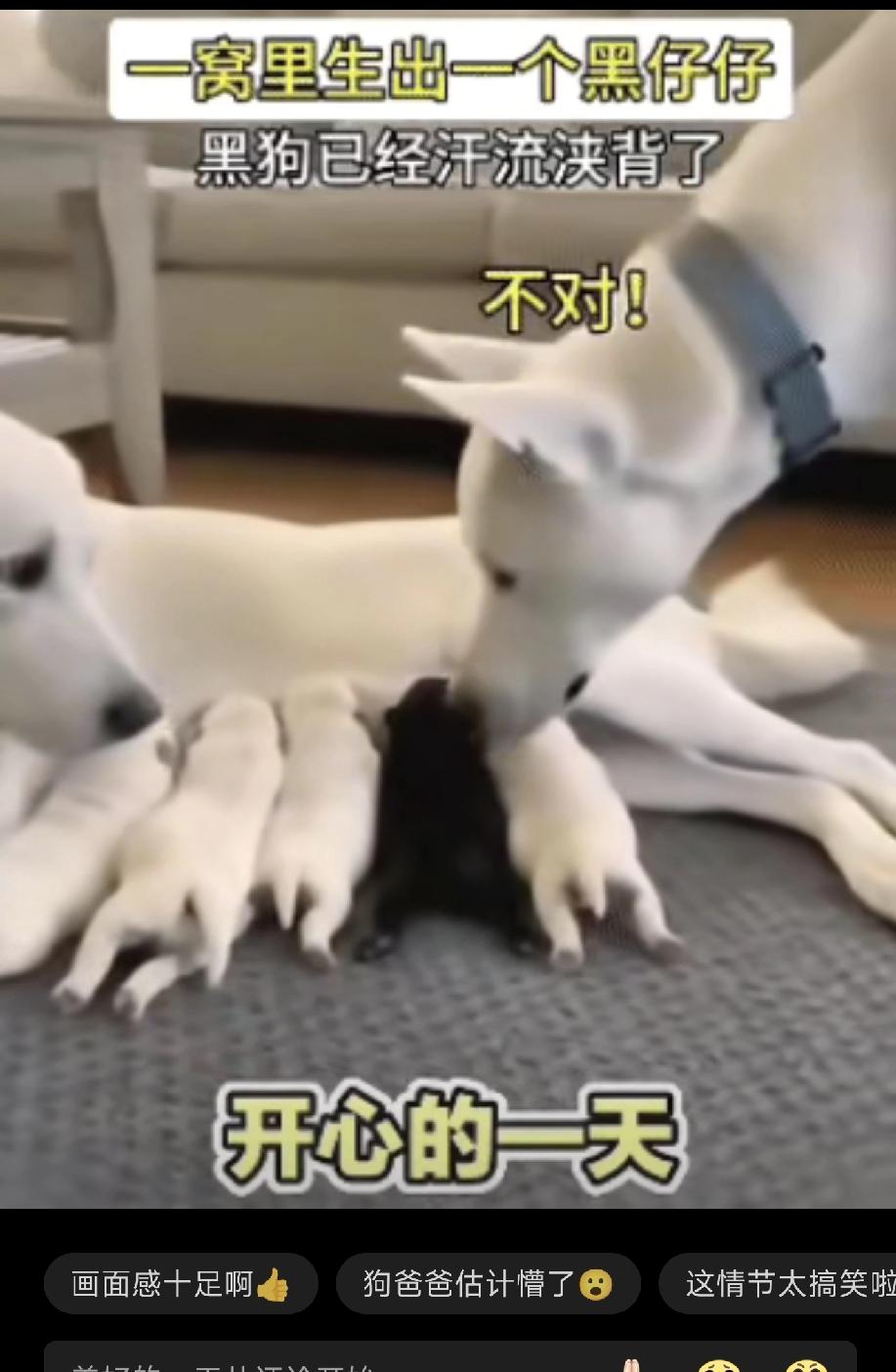这是全网最无法释怀的狗爸爸，因为它的老婆给它生了一窝可爱的狗宝宝，可偏偏有一只不