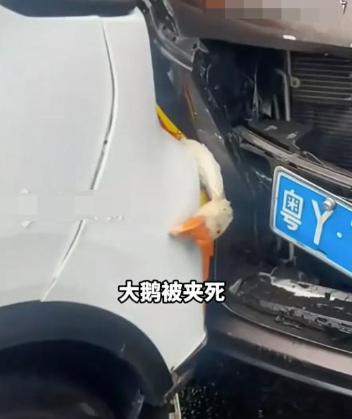 湖北襄阳，胡先生把4只活着的鸡和鹅挂在自家车的后备箱外面，驾车回广州，可没想到距