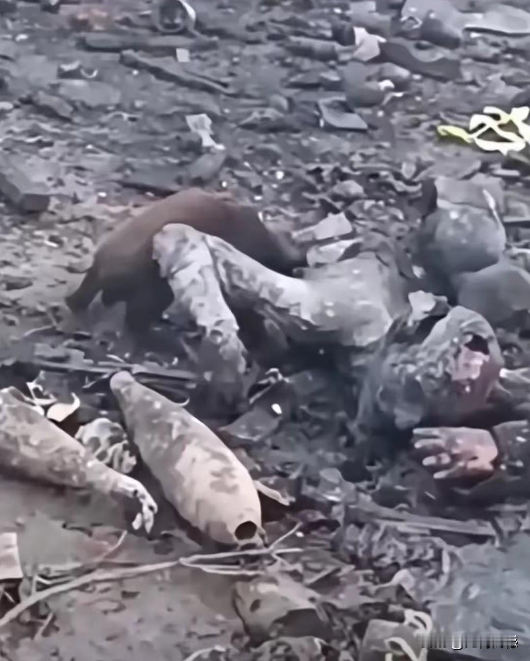 画面虽然很模糊，但经过认真辨认之后能够看得出来，好像是一只动物正在啃食着什么，目