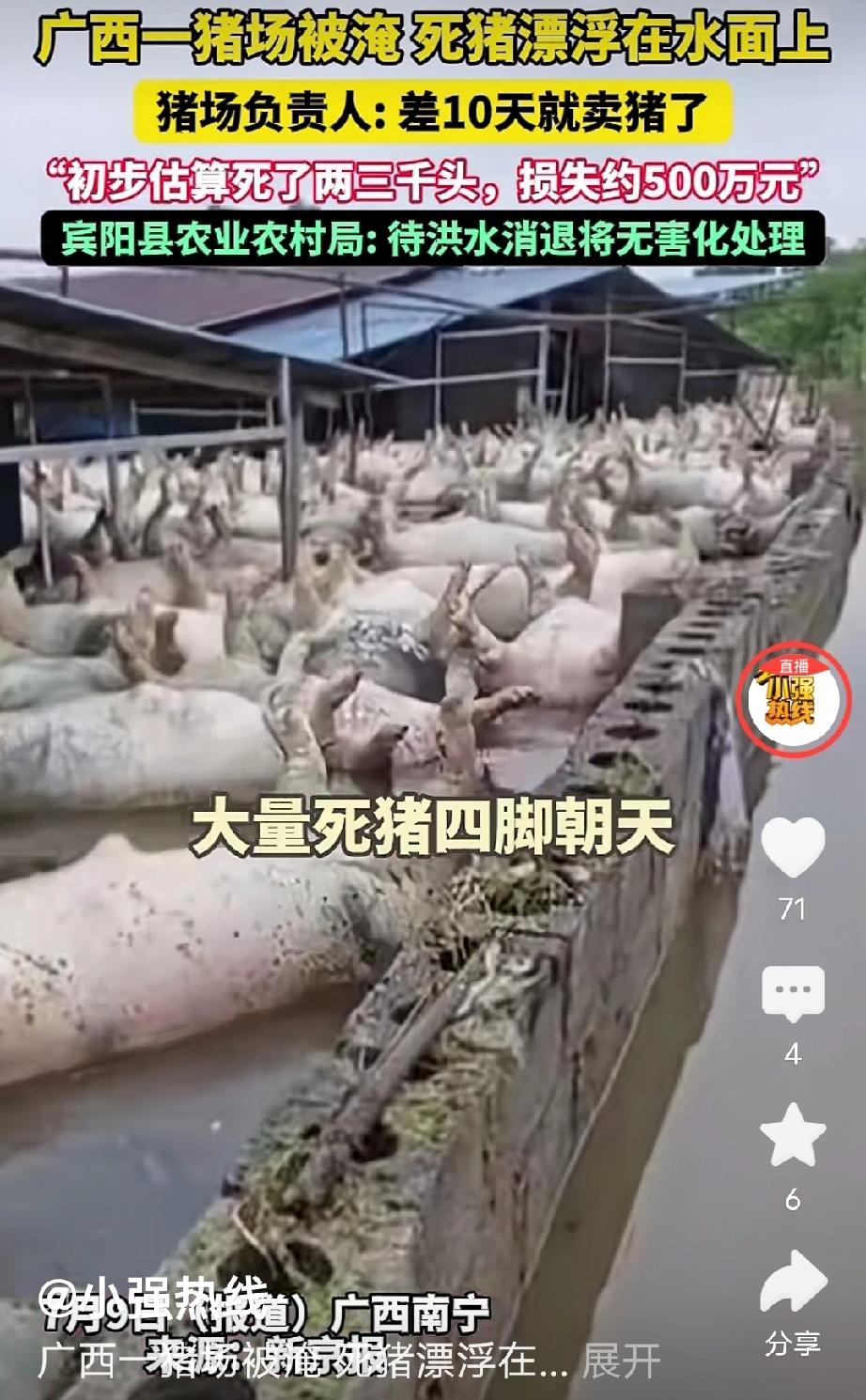 太痛心了！南宁宾阳，养猪场里，2、3000头猪四脚朝天，损失高达500万。这