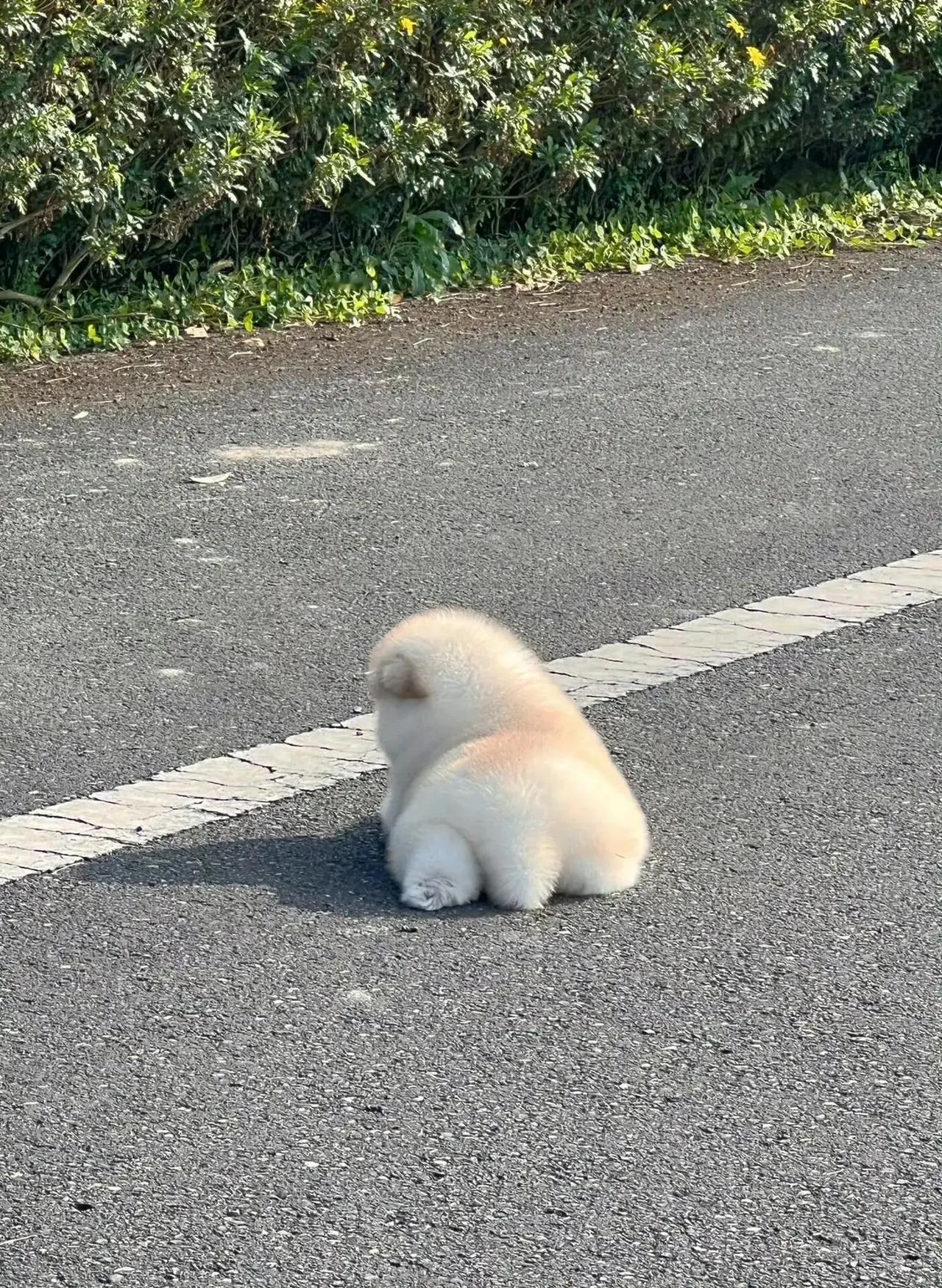 小胖狗晒太阳啦！