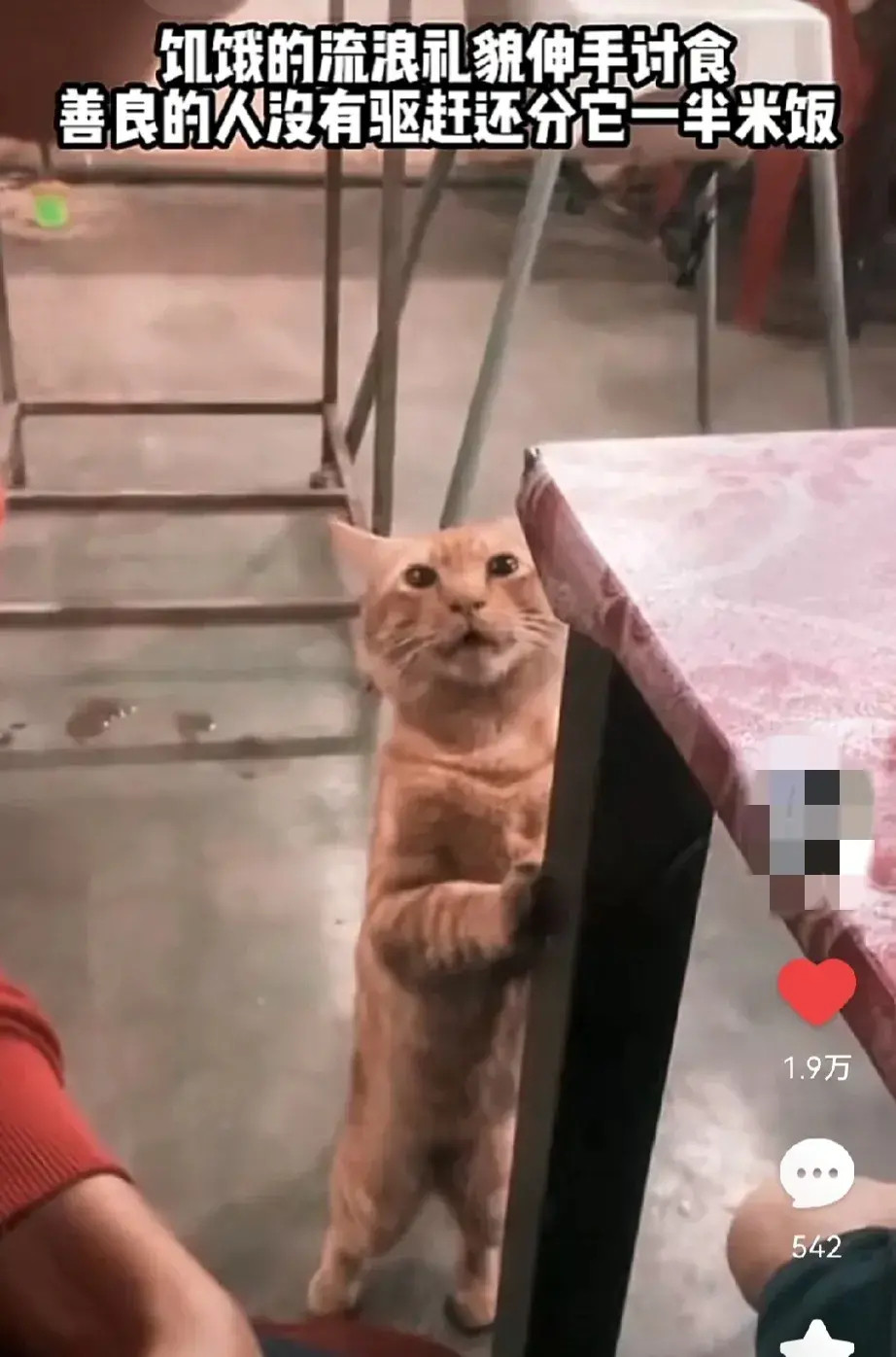 可怜！！一只饥饿的流浪猫看见一个男子在用餐，礼貌的伸出爪子，小心翼翼的放在男子胳