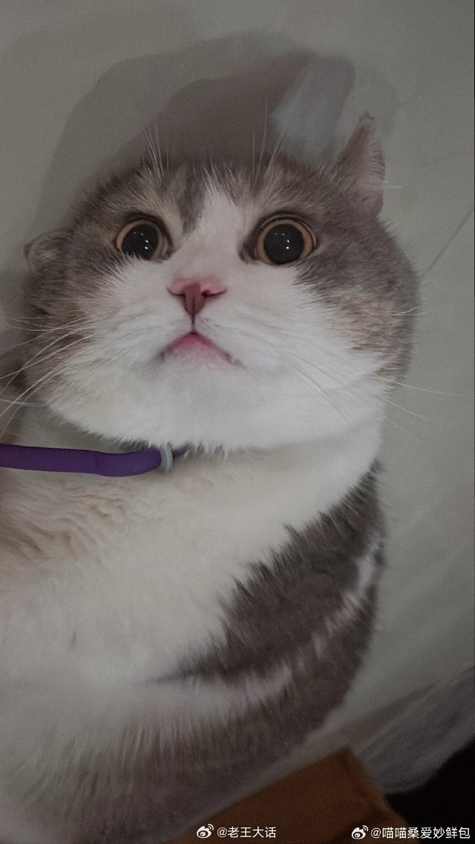 呆瓜​​​