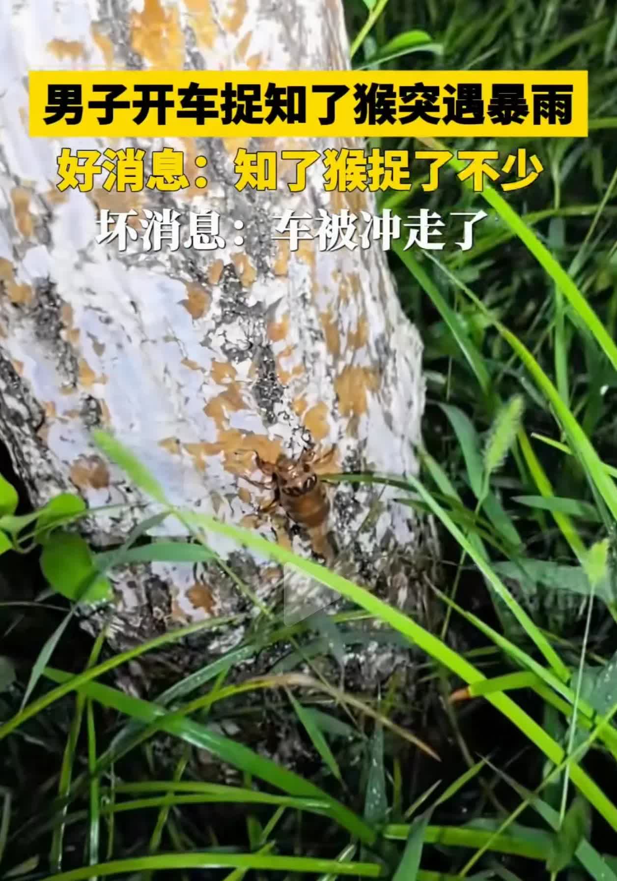 得不偿失！一男子开车捉知了猴，突遇暴雨，收获满满，可车却冲跑了。近日，山