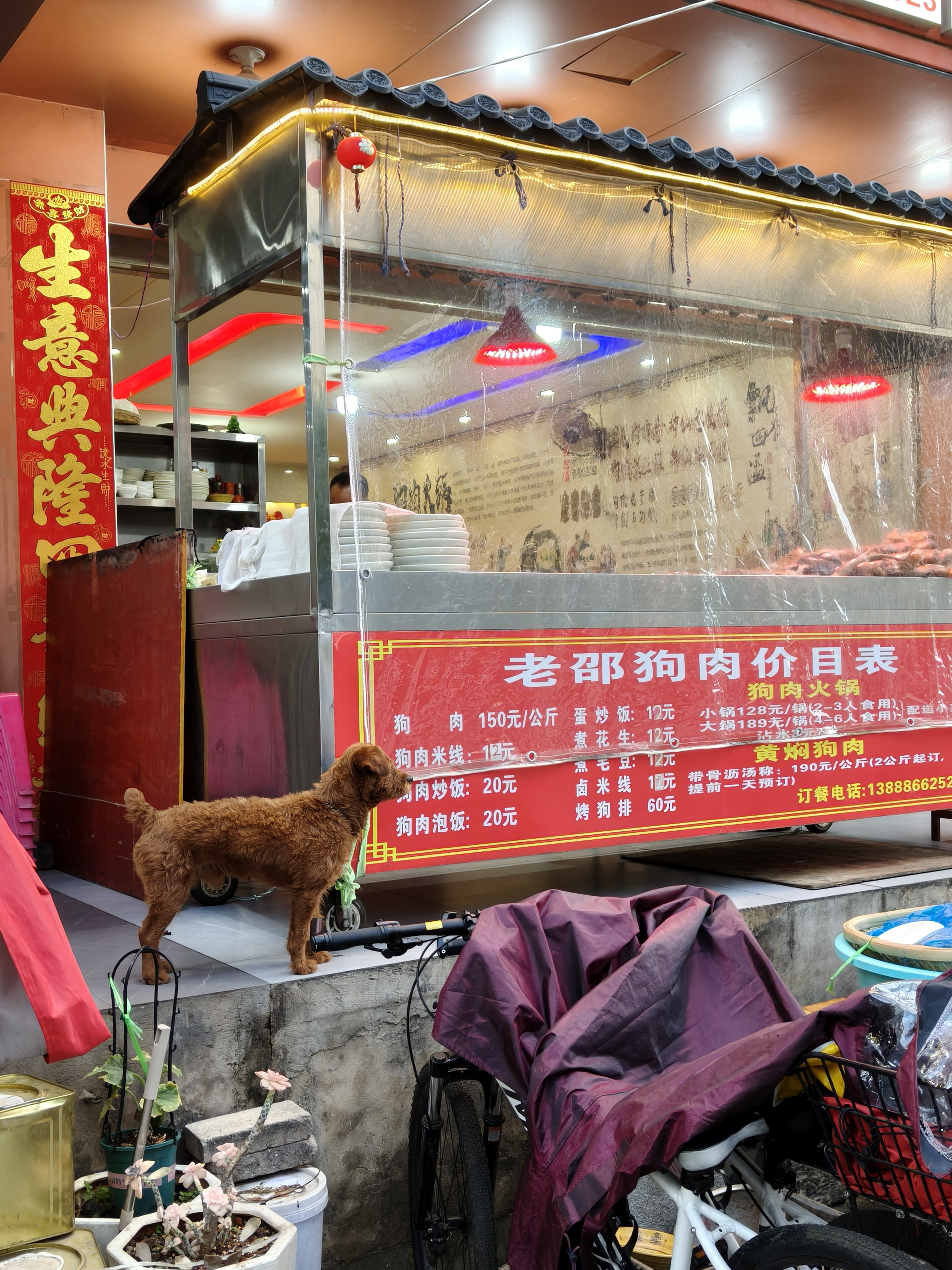 这狗肉店养的狗一看就是吃狗肉吃惯了，给它丢了片叉烧居然还不吃