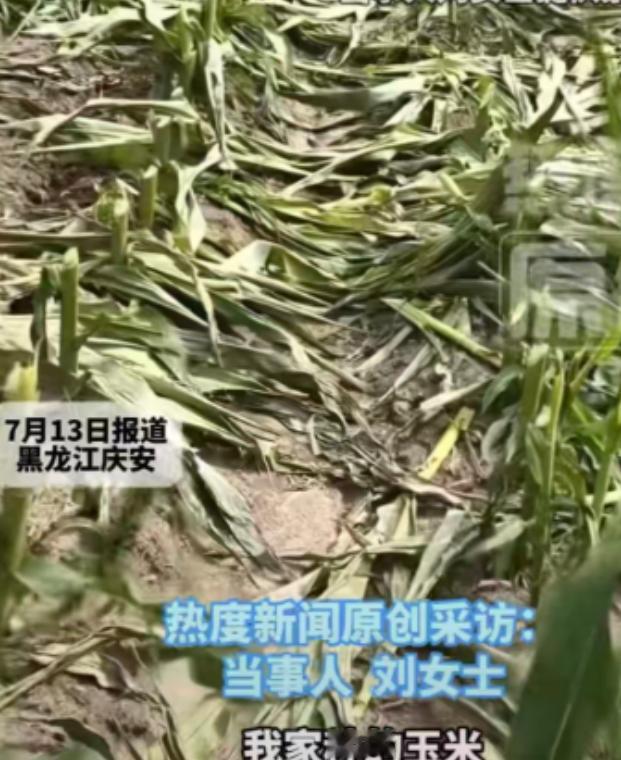 23亩再过一个多月就能收割的玉米，一夜之间被人齐根全部割断，连一株完好的都没剩下