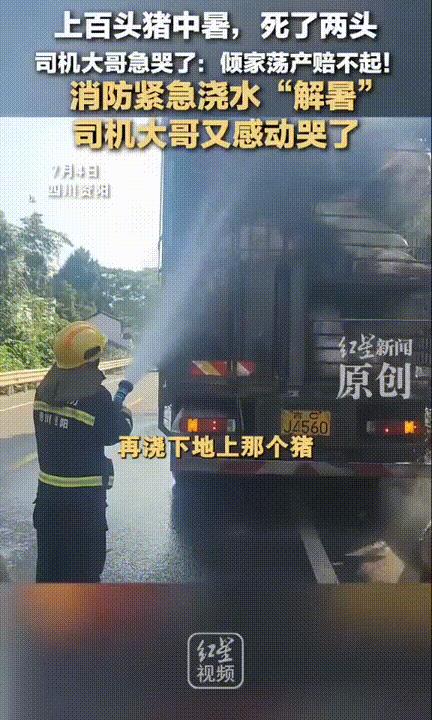 “感动的都快哭了！”7月4日，四川资阳，东北大哥拉着上百头猪途径资阳，半路车坏了
