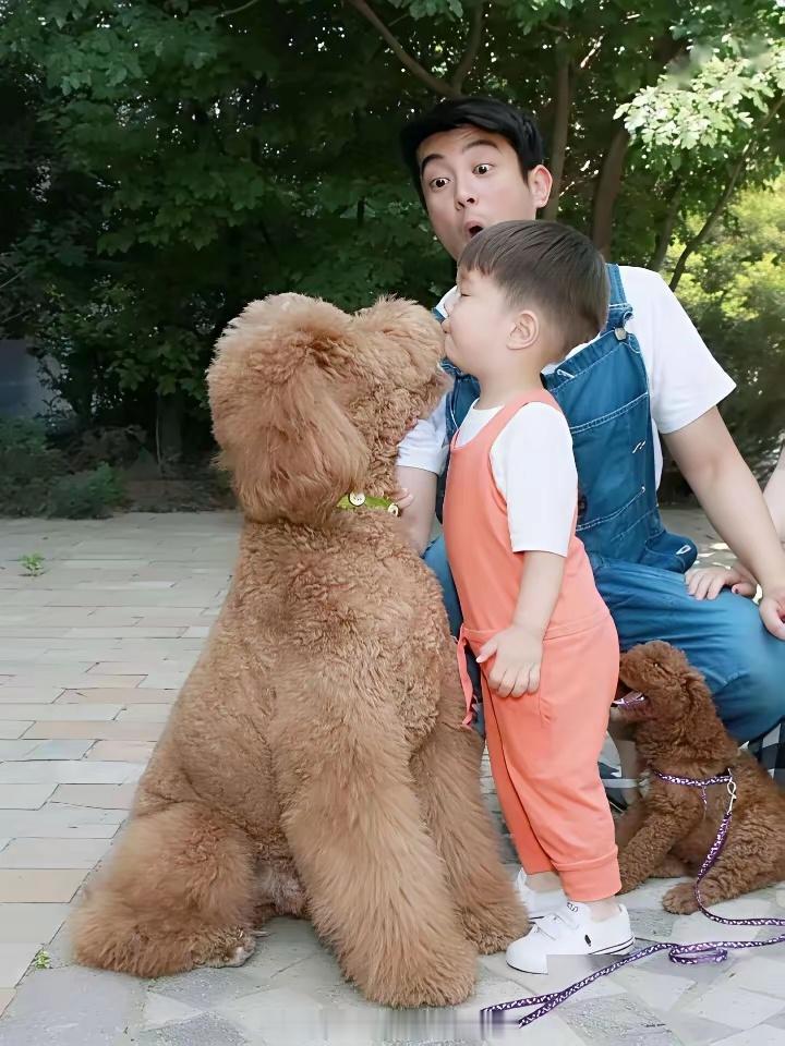霍思燕养的这条狗也太让人震惊了！不是因为它个头大，而是因为它的身价。就图里这只巨