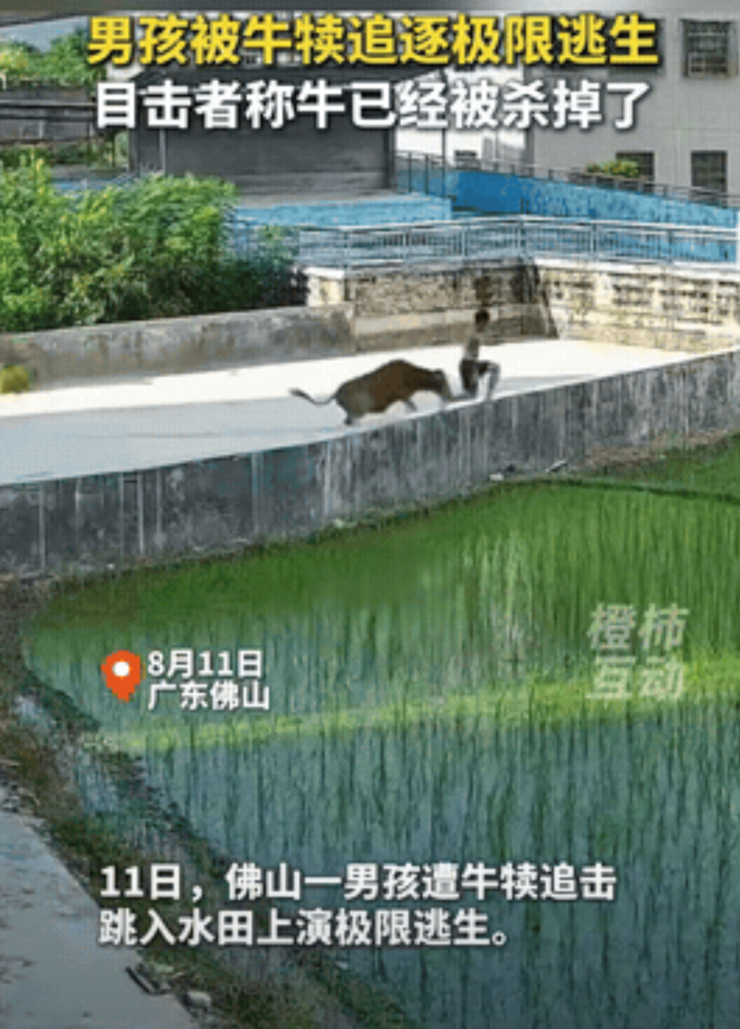 “捡回一条命！”广东佛山，男孩在田埂边帮奶奶拾稻穗，突然听见背后“哞”一声狂吼，