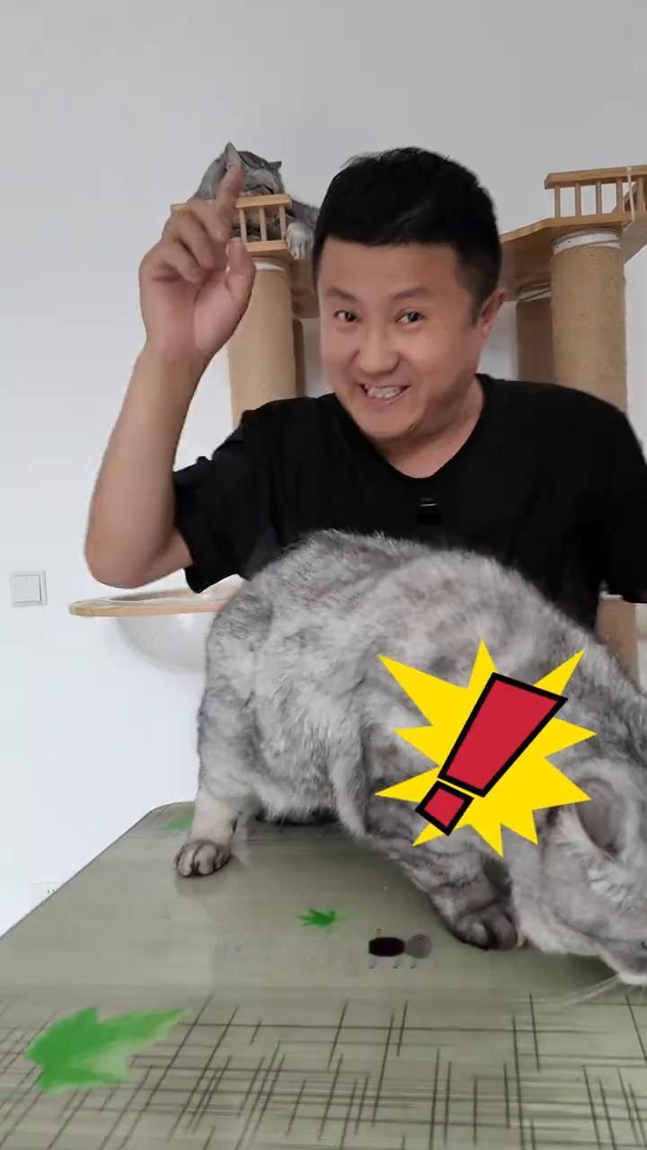 我都养了这么长时间猫，今天才发现猫身上的一个特征，就是所有养猫的人可以仔细观察一
