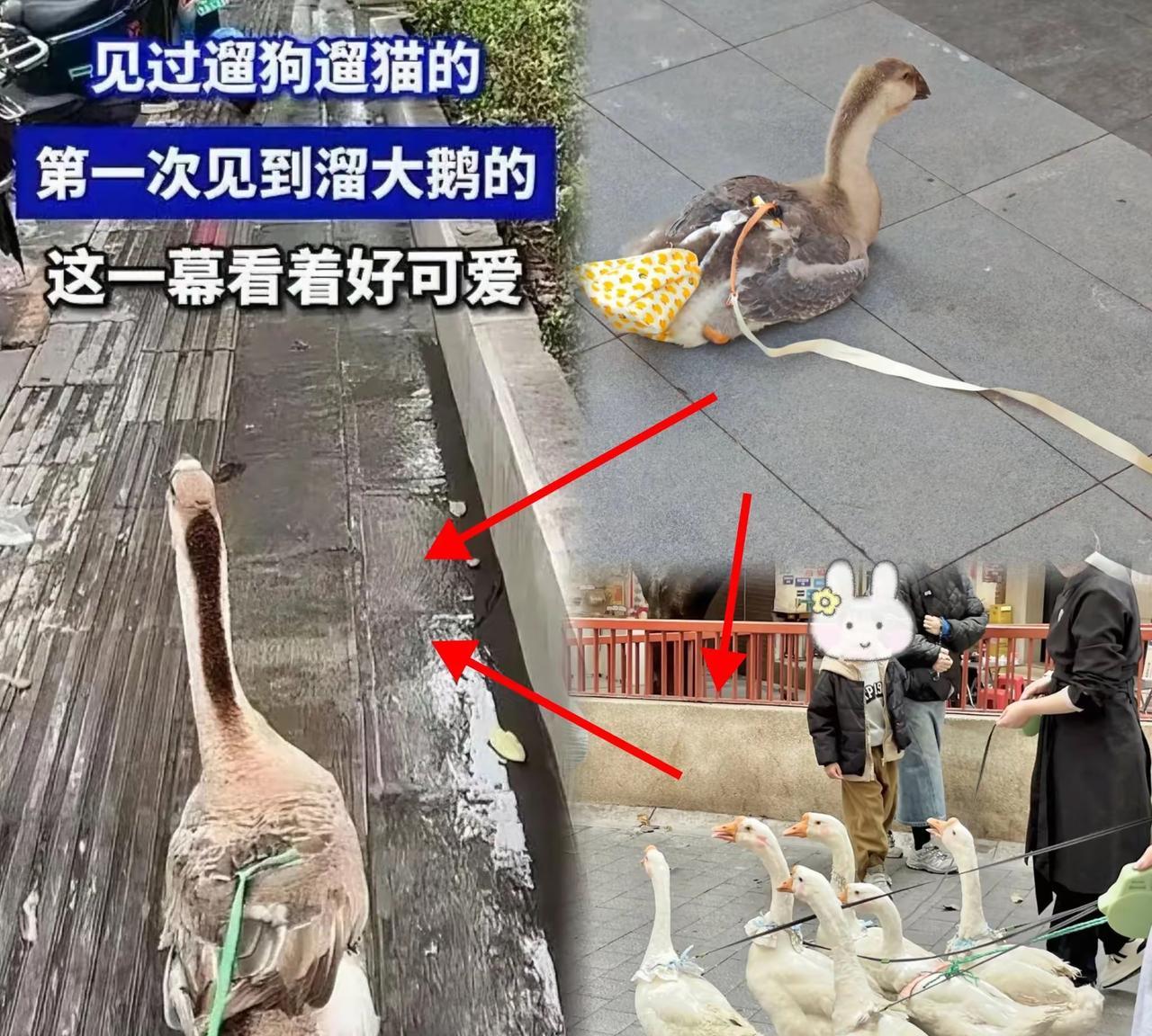 长见识了，原来蛇也有天然克星，就是“大鹅”……之前听到大鹅，只会想到铁锅炖大鹅