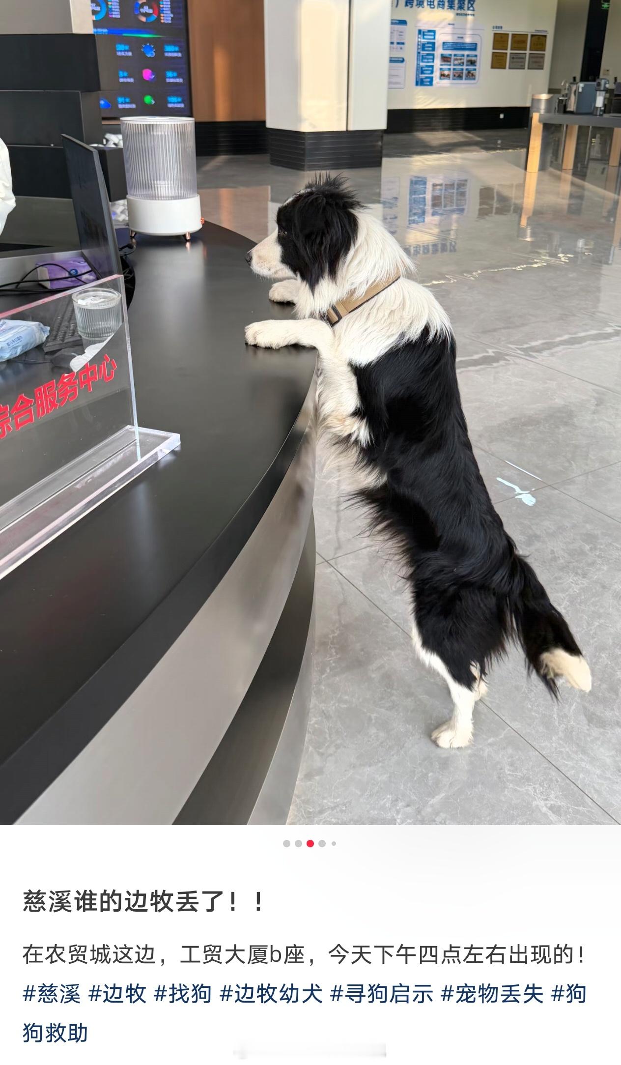 你看，边牧走丢了会自己找服务中心求助……