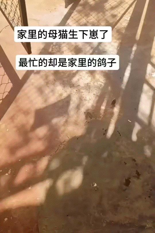 太有爱了。男子养了一只猫咪和一只鸽子，平日里猫咪和鸽子相处得非常融洽，更让男子意