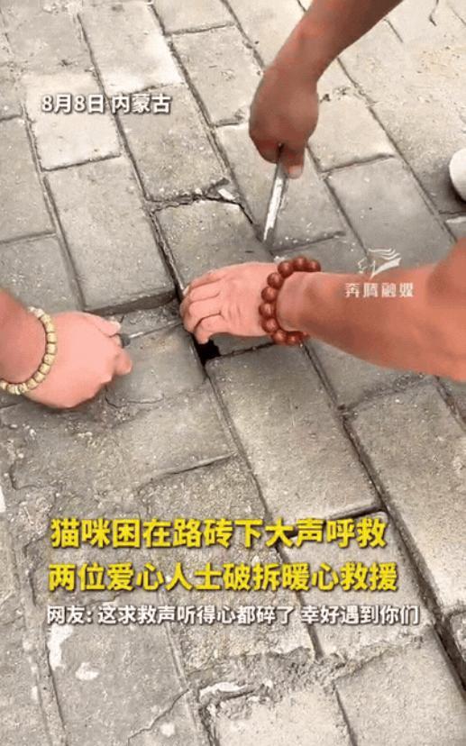 “这就是缘分！”内蒙古，男子出门逛街，走着走着，突然从脚底传来猫咪的叫声，把他给