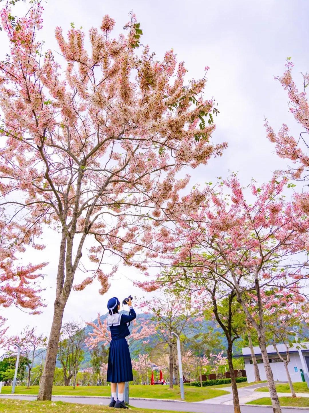 深圳白石龙音乐公园的花旗木正值盛花期，粉白的花开得特别热闹，周末游人如织，草地上