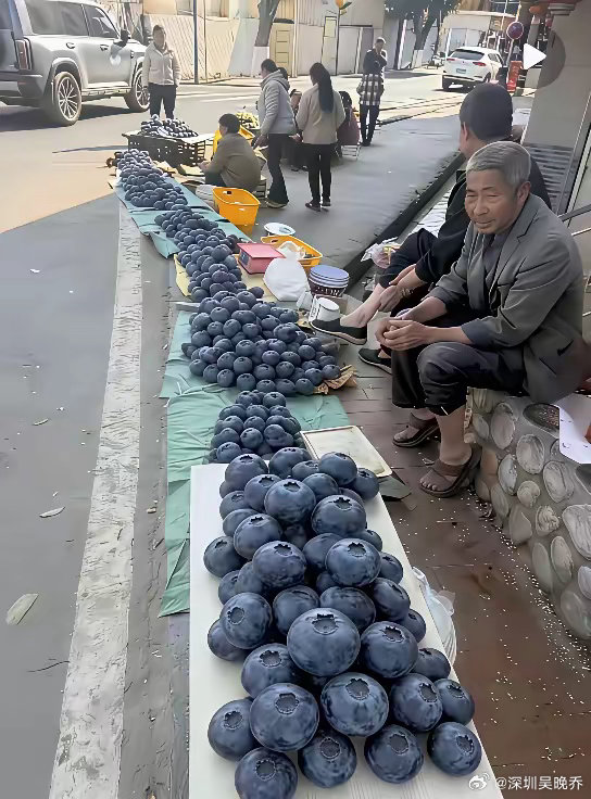 大爷街头卖“乒乓球大”蓝莓，我凑近一看笑不活了：这哪是果子，