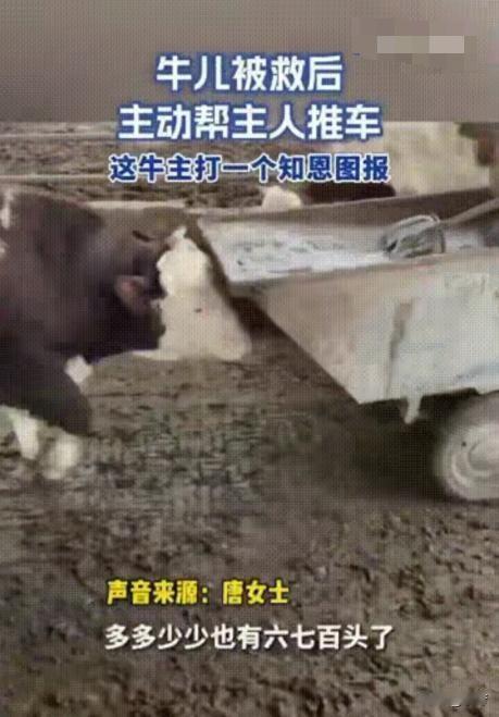 “解释不清了”安徽一养牛户养了600多头牛但其中有一头牛比较特殊每次女主人