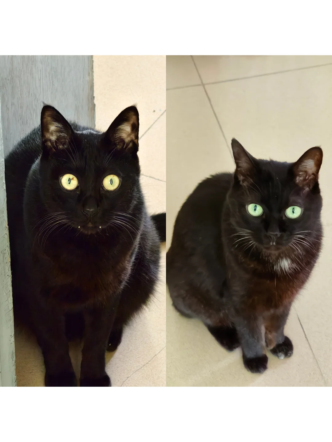 第一次这么直观的从小猫咪的表情上看出智商