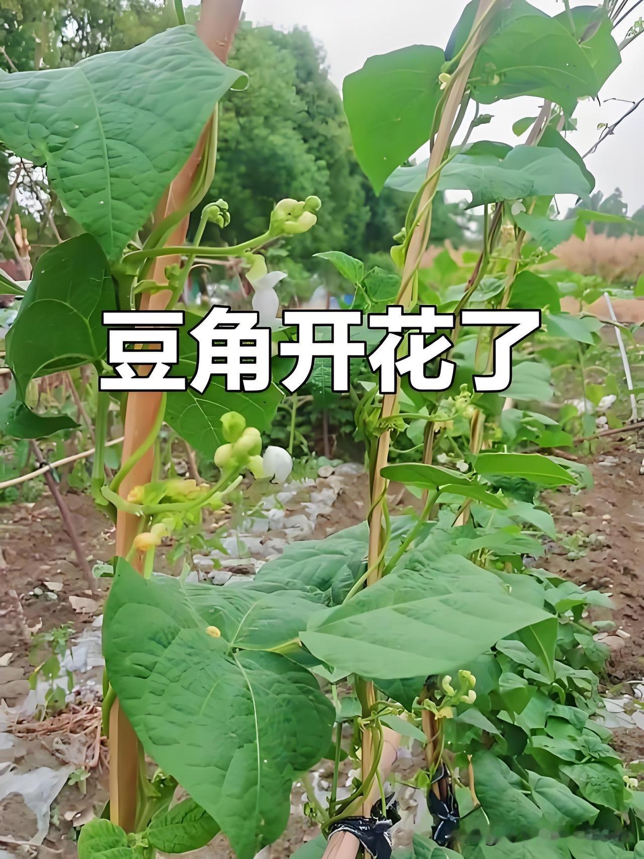 豆角开花期禁忌，菜友一定要记牢很多菜友都踩过这个坑吧，豆角正在盛花期，着急
