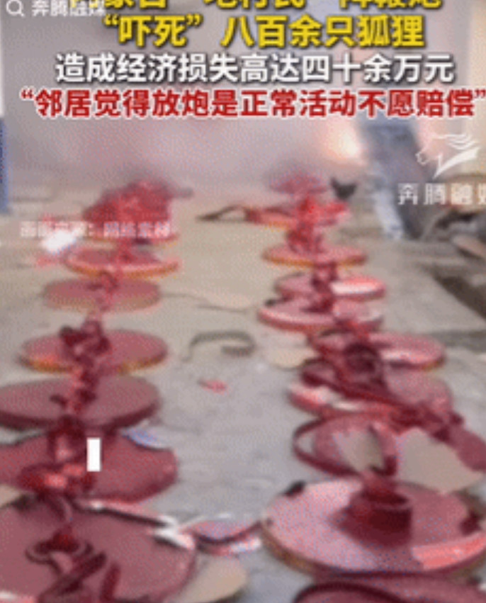 亏大发了！内蒙古巴尔淖尔，一村民因举办活动放鞭炮，导致邻居家养殖场内的狐狸收到惊