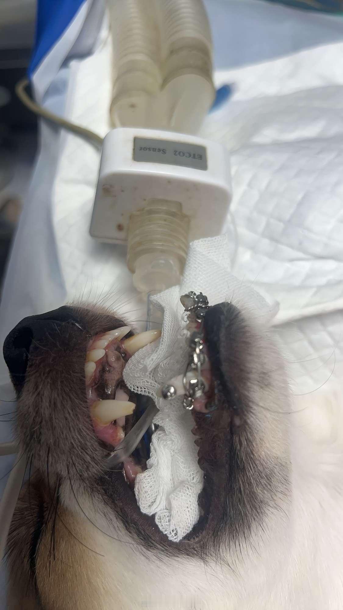 都说宠物行业暴利，以前不信，现在信了。带狗箍牙矫正的“家长”见过没，很快就可以上