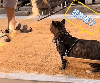 萌翻！河南猫咪拉车帮主人翻麦子，“犁猫”变“劳模”获全网点赞