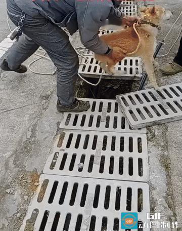 感觉狗是被强迫的，贵州黔南，一施工队正在给下水道施工，但是需要在下水道顺线，工人
