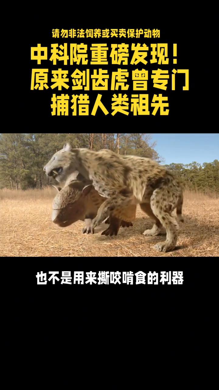 中科院重磅发现！原来剑齿虎曾专门捕猎人类祖先。中科院重磅发现，原来剑齿虎曾专门