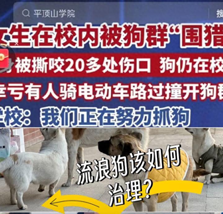 女生要起诉平顶山学院投喂流浪狗，阻止捕杀流浪狗的人，让他们付出代价。 （信源