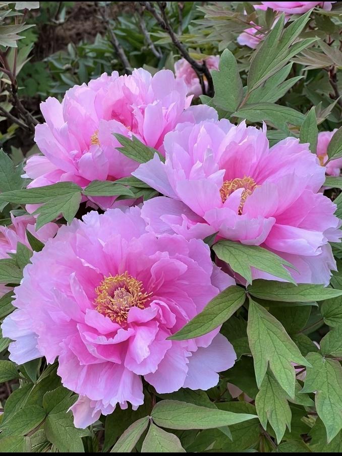 命中有时终须有，命里没有求不来。同族一个老姑去世了，享年82岁。家中老人叹息