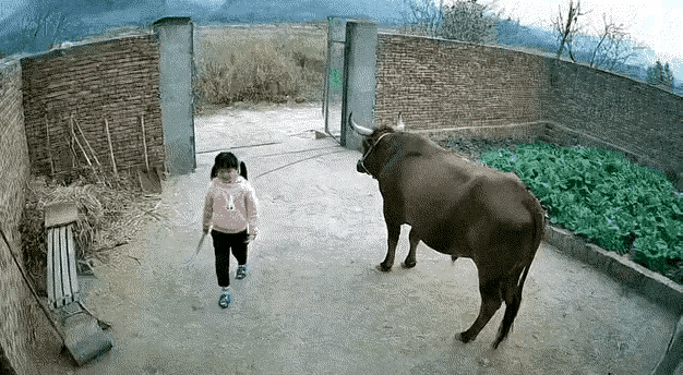 吓出一身冷汗！小女孩出去玩刚回家，压根没察觉身后跟着一头野猪，眼看野猪就直奔她撞