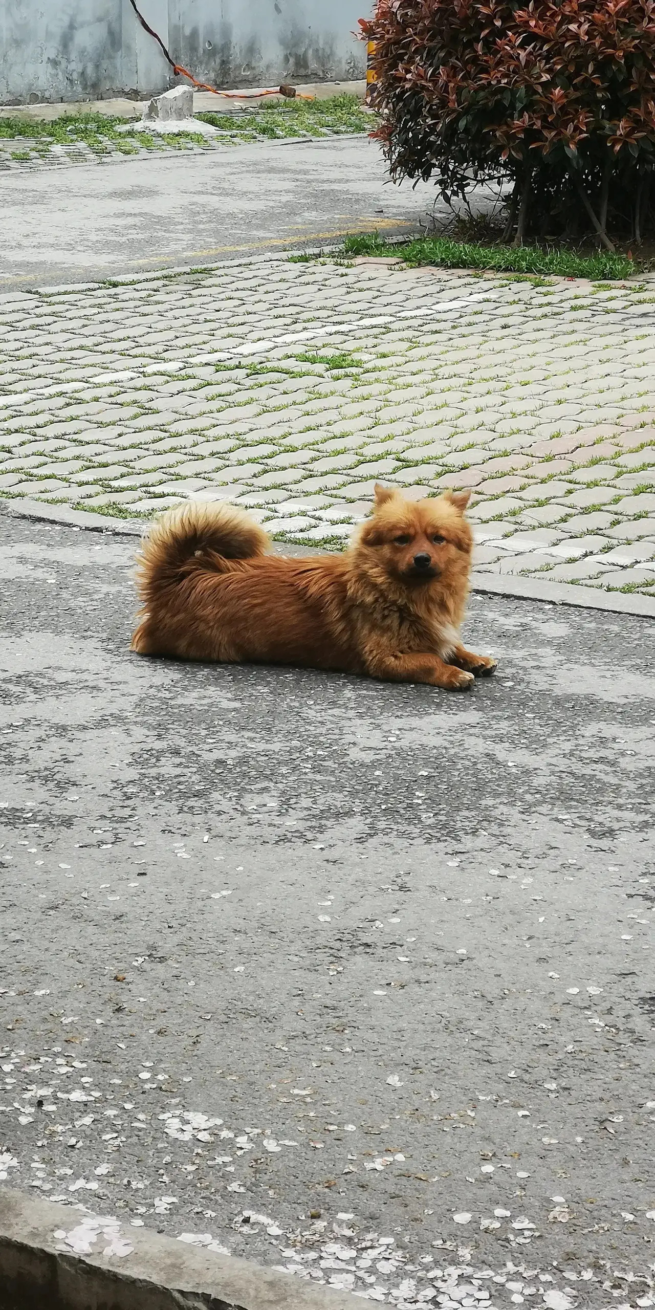 它是小黄，一只流浪狗，没什么想说的。只是记录。可怜它，又没有能力收养它。原本还有