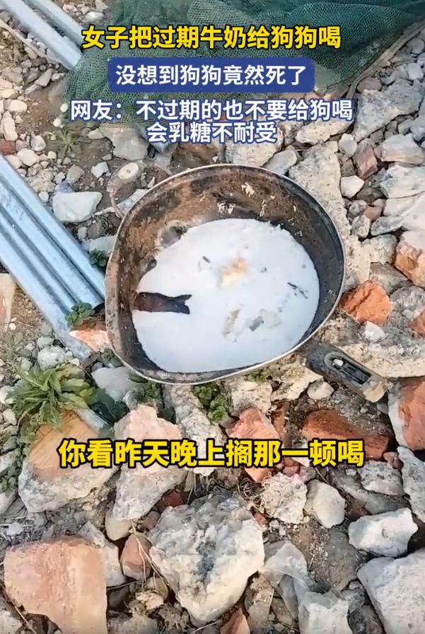 安徽，一女子看家里的牛奶过期了，可扔了又觉得舍不得，就直接喂给家里的狗狗喝，没想