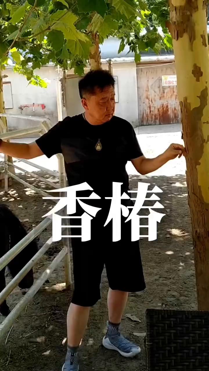 香椿。再有说树上结的东西，我最爱吃的莫过于香椿了。香椿好吃，我就喜欢这个，我也