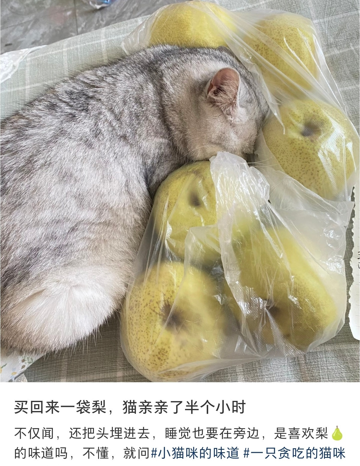 小猫咪的各种癖好，有喜欢闻橘子、苹果的，还有喜欢闻臭鞋的[捂脸哭]​​​