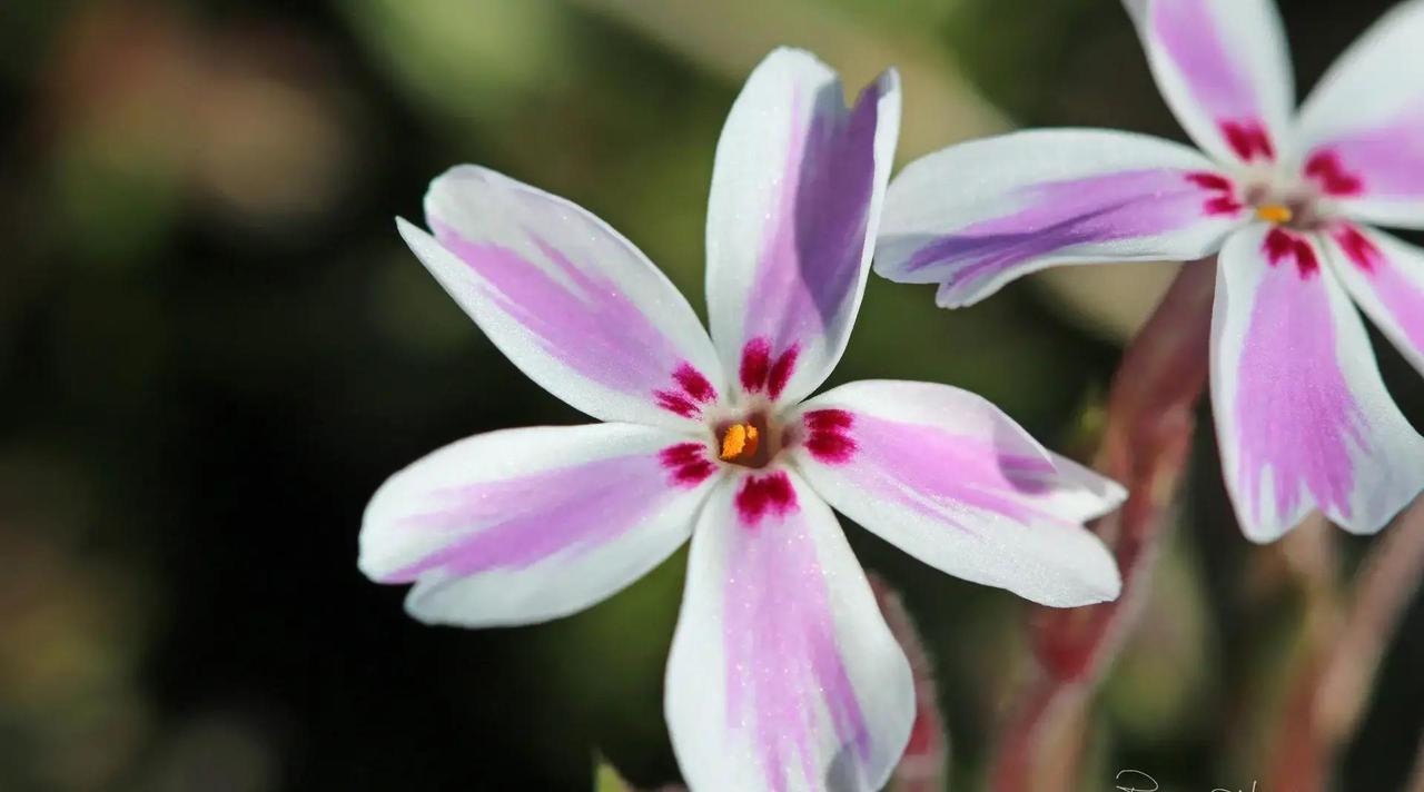 属龙的朋友们，今天这运势有点小惊喜！要是你干着跟保险或者提成相关的活儿，准能顺风