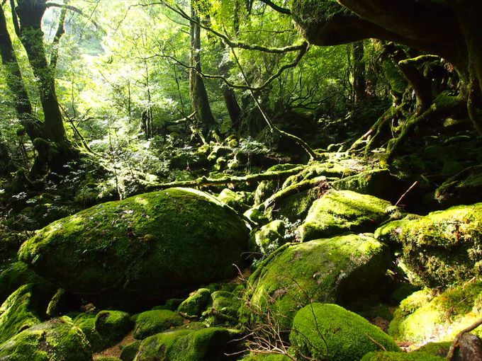 鹿儿岛县"屋久岛"一生得去一次的原始森林世界遗产