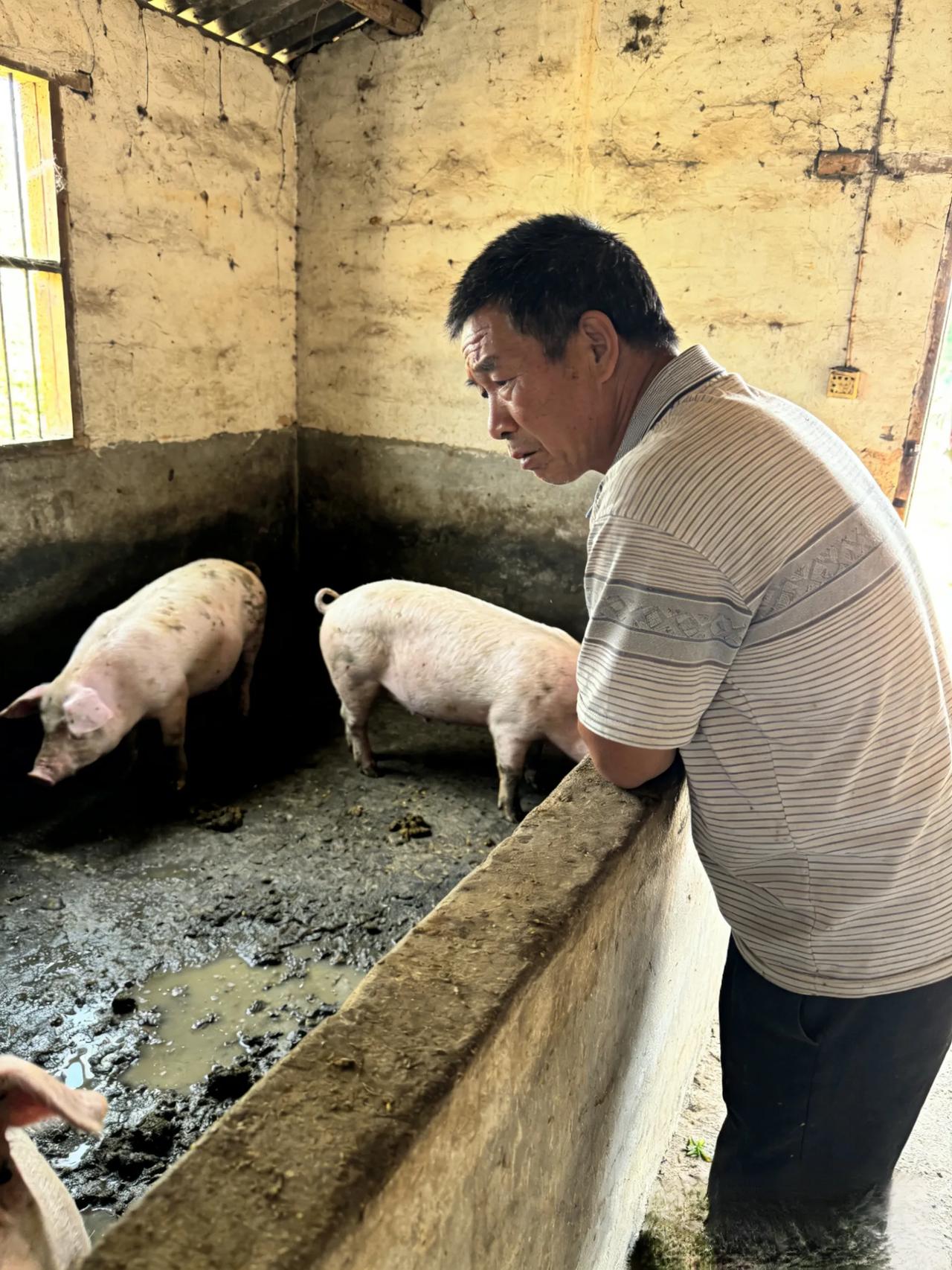猪价大起大落，最苦永远是基层农户猪价一跌再跌，养猪人满心无奈，投入的饲料、时