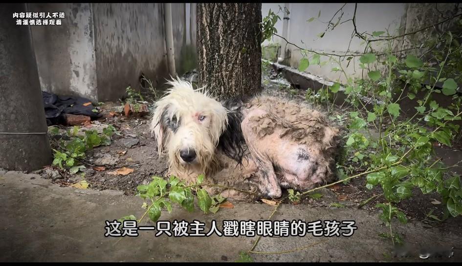 泪目了！这天一位小哥哥去跑步，结果路过一户人家的院子里，听到有狗狗哀嚎的声音，于