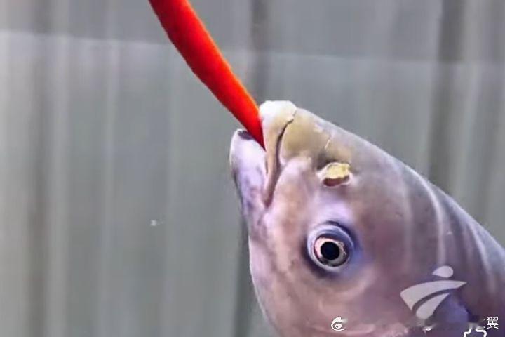 鱼塘主坚持2年用辣椒喂鱼用辣椒喂鱼其实很科学，因为鱼虽然有痛觉，但它们确实无法