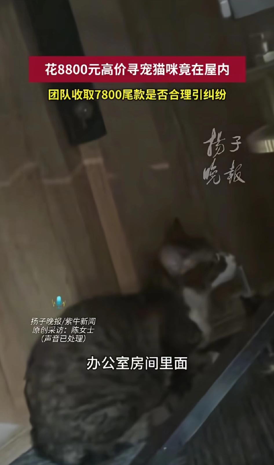 没细究合同，白花8800，这猫身价一下子就上去了。近日上海一猫主人签约某寻宠团
