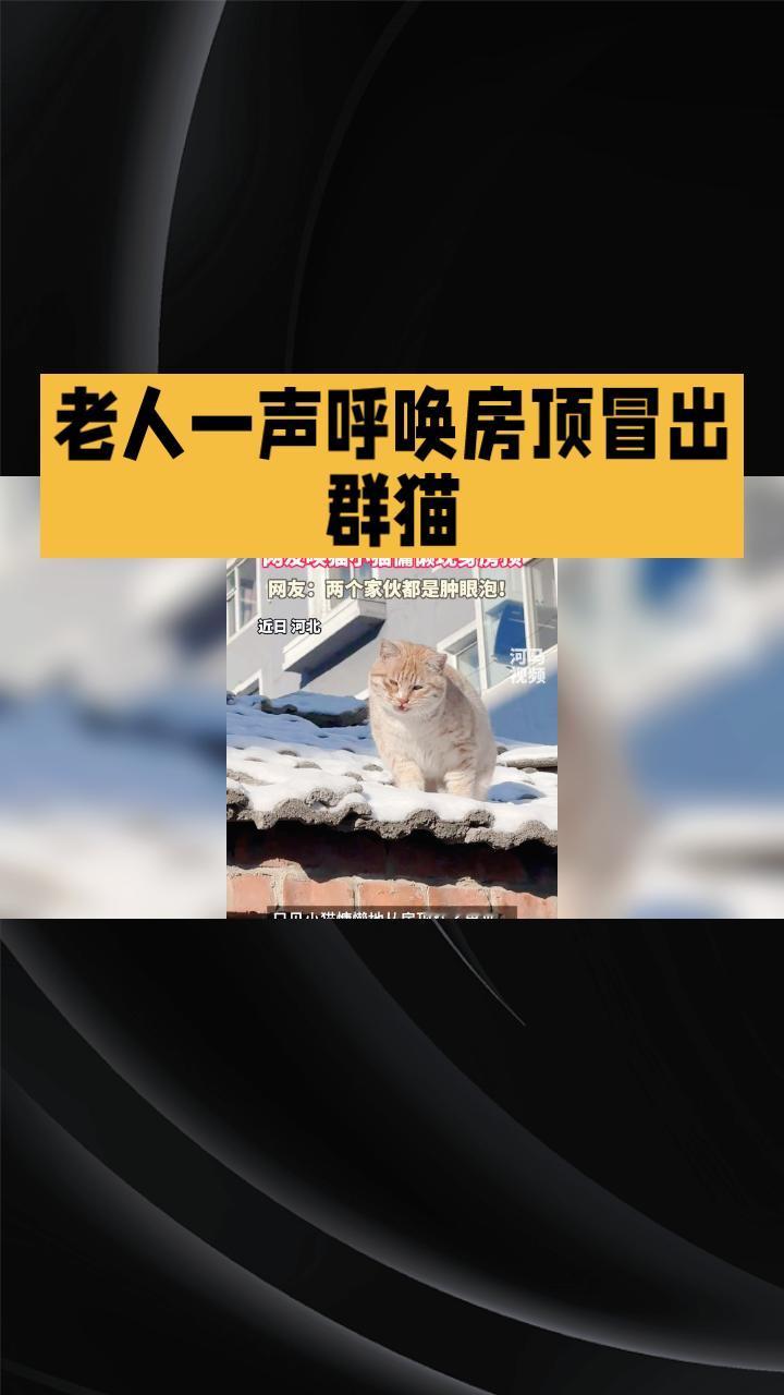 老人一声呼唤，房顶竟冒出群猫，是巧合还是猫的“小心思”？近日，河北一网友在小院