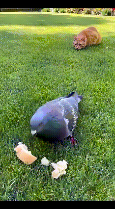 笑疯！橘猫捕猎鸽子正上头，二哈突然搅局，下一秒直接被挠到懵差点笑出鹅叫！一