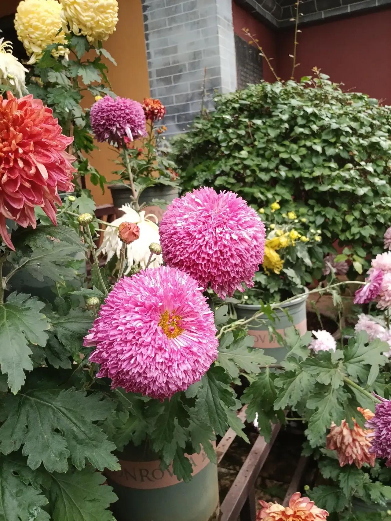 昆明的各方面天，这个是什么花？感觉昆明养花真的是好养，这里也有亚洲第一，全球第