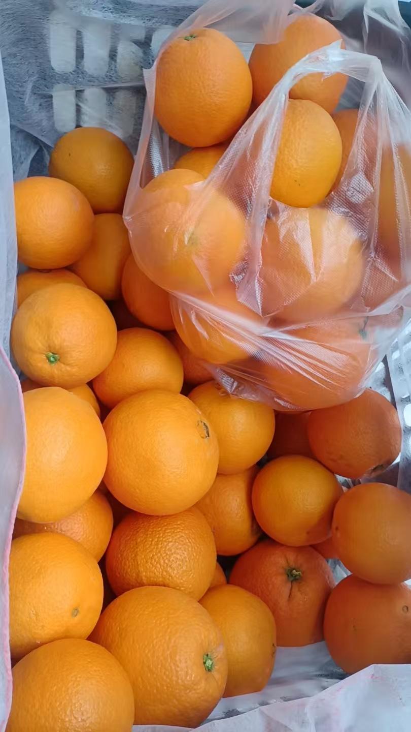 走到半路才觉得不对劲，怎么这么便宜。想起团长发在群里的消息，这是九月红果冻橙，2